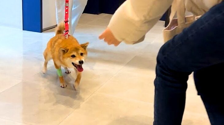 犬が3日間の入院生活を終えた結果…家族を発見した瞬間『感情があふれ出す姿』が泣けると57万再生「涙腺崩壊した」「全身で喜んでて涙出る」(ブログ)