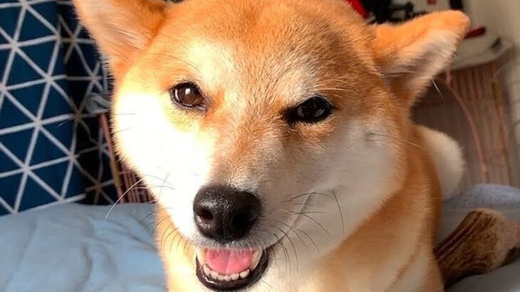 寝てたら犬が起こしに来たので『二度寝に誘ってみた』結果…想定外だった『まさかの展開』が16万再生「天国ですか？」「まるで人間」と悶絶(ブログ)