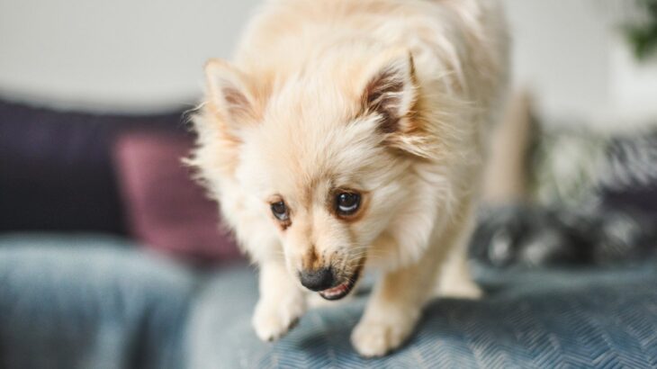 犬が後ろにさがりながら吠える『4つの理由』なぜ後ずさりするの？恐怖を感じさせない方法とは(ブログ)