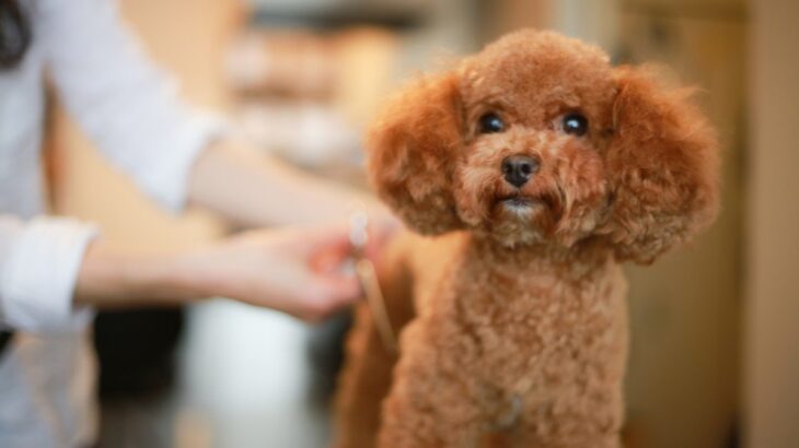 『トリミングを断られる犬』の特徴5選　受け入れてもらえないワケや問題点とは？(ブログ)
