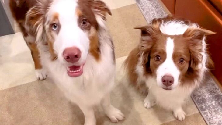お留守番で弟犬が号泣していたら、姉犬が…とんでもなく優しい『泣ける行動』に感動「無敵のスーパーお姉ちゃん」「心打たれる…」と21万再生(ブログ)