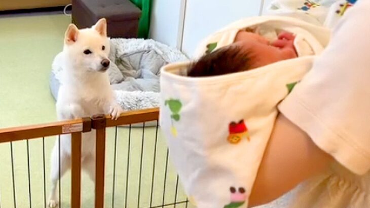 生まれたばかりの赤ちゃんを家に入れたら、犬が…初対面で見せた『柵越しの反応』が泣けると18万再生「なんて素敵な瞬間なの」「愛情すごい」(ブログ)