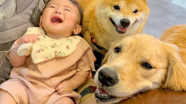 赤ちゃんが嬉しそうに喜んでいたら、犬たちが…可愛いが大渋滞している『一緒になって喜ぶ姿』が64万再生「悶絶した」「喜び大爆発で尊い」(ブログ)