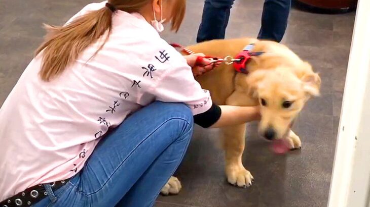 子犬が『女性店員さんに恋をした』結果…想像以上の『熱烈な愛情表現』が67万再生「犬は世話をしてくれた人を覚える」「愛されてたのがわかる」(ブログ)
