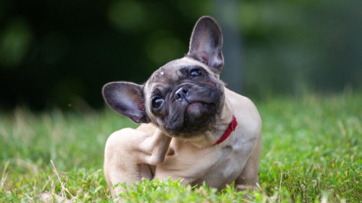 犬が自分の体をかいている4つの理由　隠された心理や配慮してあげるべきこと(ブログ)