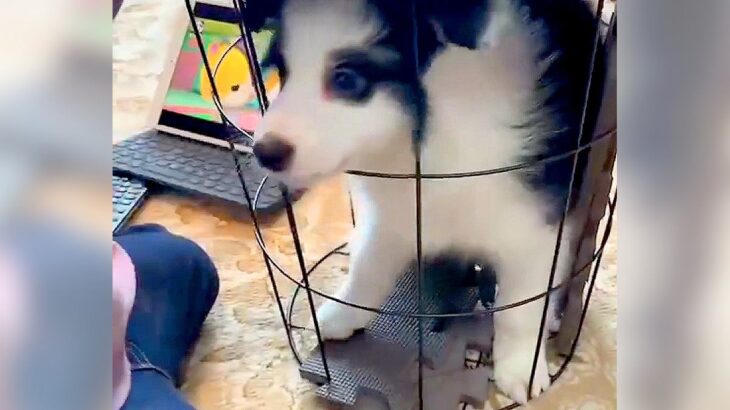小さな女の子が『子犬を閉じ込めている』と思ったら…完全に予想外だった『まさかの真実』が149万再生「可愛い自作自演ｗ」「液体化してて草」(ブログ)