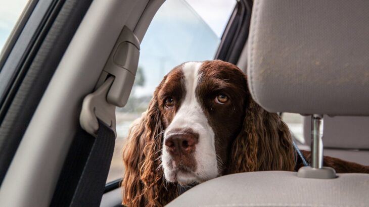 犬が疲労困憊してしまう『NG行為』4選　過剰なスキンシップが愛犬にストレスを与えることも…(ブログ)