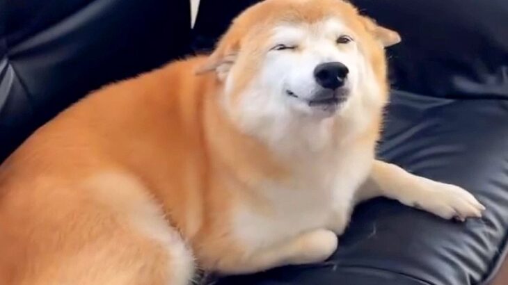 『犬に会った時と帰る時』を比較してみた結果…同じ犬とは思えない『まさかの光景』が45万再生「もはや別犬ｗ」「お顔の形まで違って見える」(ブログ)