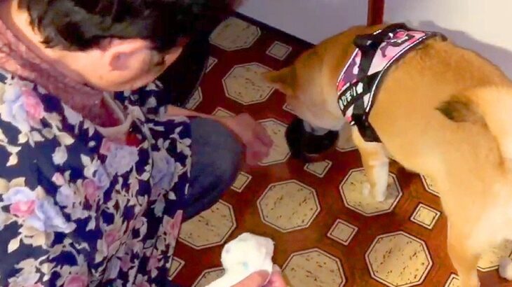 おばあちゃんの家に『内緒で犬を連れて訪問した』結果…サプライズの反応が尊いと8万再生「幸せ製造犬」「車でおとなしいの偉すぎる」と絶賛(ブログ)