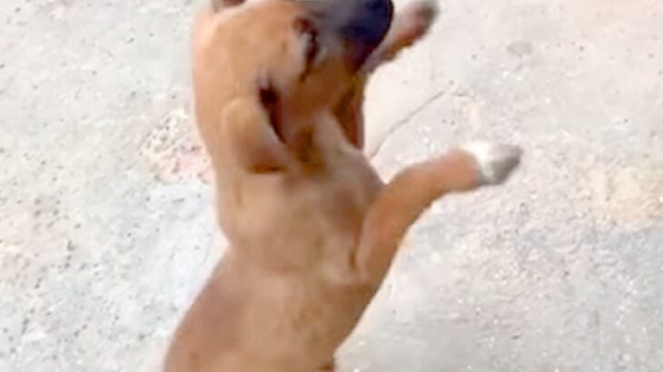 母犬と死別、兄弟とも生き別れ『亡くなったと思っていた子犬』が…まさかすぎる『奇跡の再会』に思わず涙「偶然ではなく必然」「素敵すぎる」(ブログ)