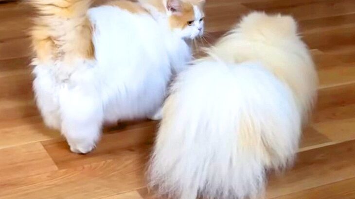 犬が手術で入院…久しぶりの再会を果たした猫との『ラブラブな姿』に思わず涙「涙腺崩壊した…」「相思相愛で愛おしすぎる」と25万再生(ブログ)