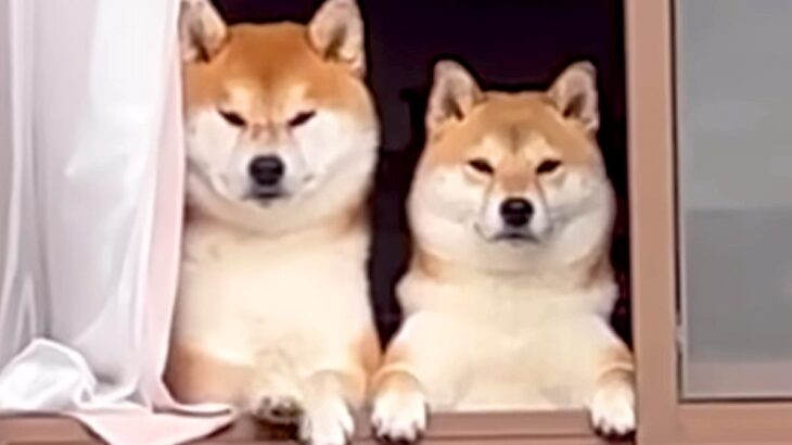 奇跡的に撮れた柴犬の『コントのような瞬間』…おもしろかわいい仕草や行動がたまらないと81万再生「大爆笑したｗ」「良いキャラしてる」と絶賛(ブログ)