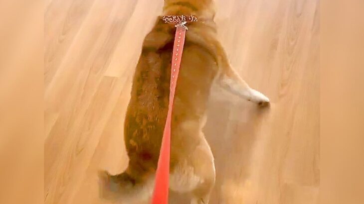 犬が『動物病院での診察』を終えた途端…あまりにもわかりやすい『まさかの行動』が81万表示「一刻も早くｗｗ」「スンッてなるの可愛くて草」(ブログ)