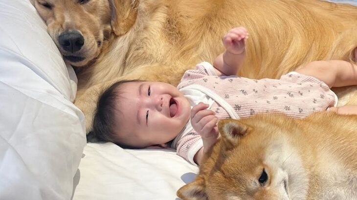 赤ちゃんと犬たちを連れて旅行に行ったら…お風呂あがりに見せた『まさかの姿』が愛おしすぎると75万再生「川の字かわいすぎ」「天使の寝顔」(ブログ)