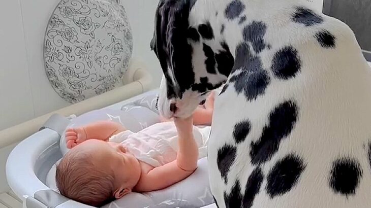 パパが赤ちゃんを『沐浴』していたら大型犬が…まさかの『優しすぎる姿』が尊いと話題に「心配してるのいい子すぎる」「偉い」と賞賛の声(ブログ)