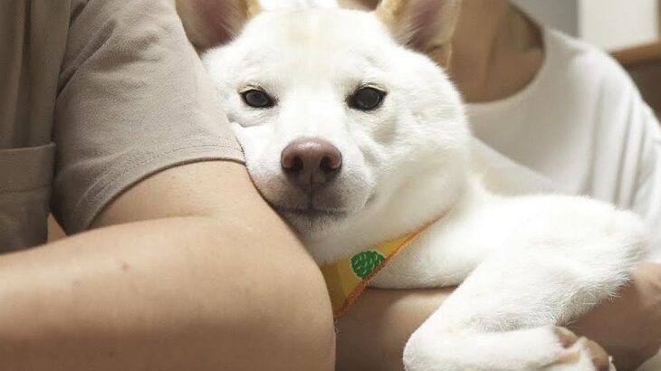 夫婦で子供の進路について話し合っていたら、犬が…喧嘩と勘違いしてみせた『まさかの行動』に感動「めっちゃ優しい子」「犬って本当に家族」(ブログ)