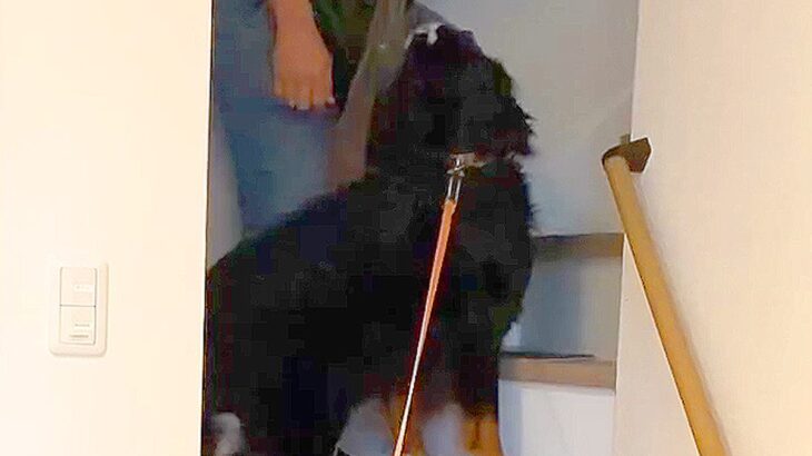 犬のお散歩前に『お父さんが帰ってきた』結果…まさかの『ボイコット』が可愛すぎると話題「たまらん」「お仕事だもんねｗ」と2万再生(ブログ)