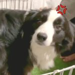 犬が『自分を置いて行ったパパ』にブチ切れてると思ったら…まさかの『ママへの態度』が切なすぎると14万再生「悲しいｗ」「パパめげないで」(ブログ)