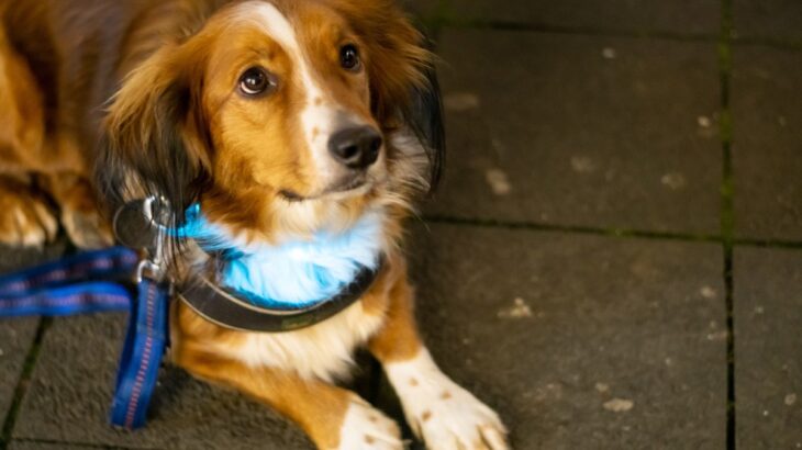 100均で揃う『愛犬用の防災アイテム』6つ　気になる用途や備えておくと便利な理由をご紹介(ブログ)