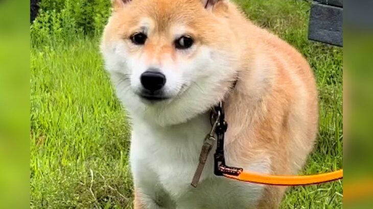 犬がお外でうんちをしようとしたら…完全に想定外な『まさかのハプニング』と結末が7万再生「悲壮感漂ってて草」「漏れそうな表情可愛すぎｗ」(ブログ)