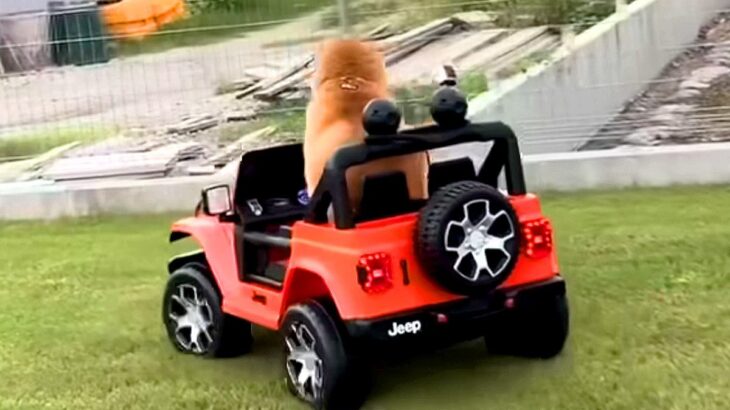犬にサプライズで『新車をプレゼント』した結果…想定外だった『まさかの姿』が78万再生「乗りこなしてるｗｗ」「シュールすぎて草」と爆笑の声(ブログ)