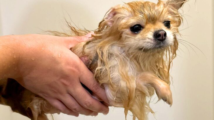 SNSで『洗われた犬の写真を見せて』と呼びかけた結果…続々と押し寄せる事態に21万いいね「うちのもどうぞ」「別犬共有します」共感と爆笑の声(ブログ)