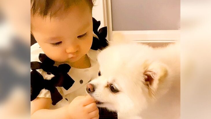 どうしても犬にご飯をあげたい赤ちゃんが…まさかの『丁寧すぎる与え方』とワンコの反応が24万再生「付き合ってあげるの可愛いｗ」「仲良しコンビ」(ブログ)