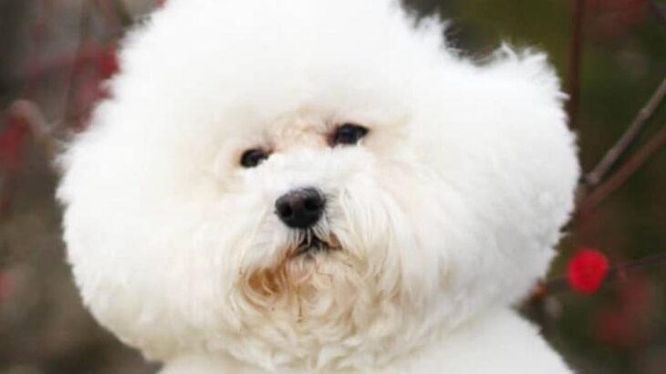 犬の頭にゴミがついていたので息を吹きかけたら…『衝撃的な姿』が287万表示「アンパンマンですか？」「たんぽぽシステムで草」と大爆笑の声(ブログ)