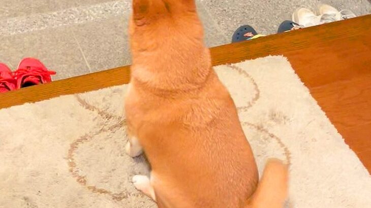 玄関でパパの帰宅を待ちわびていた犬が、待望の再会で…思わず声が漏れちゃう『熱烈歓迎』が652万再生「後ろ姿が可愛い」「疲れも吹っ飛ぶ」(ブログ)