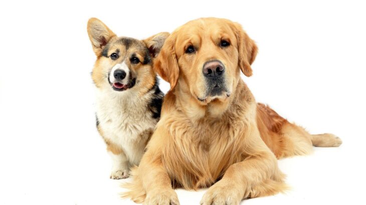 小型犬と大型犬の暮らしはなにが違う？　必要な費用の目安や生活における注意点まで解説(ブログ)