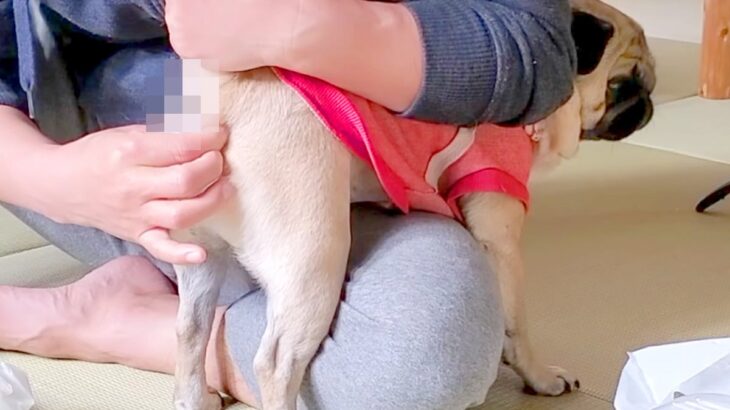 久しぶりに『犬の肛門線絞り』をした結果…想像の斜め上をいく『まさかの反応』が74万再生「なんという破廉恥プレイ」「可愛すぎるｗ」(ブログ)