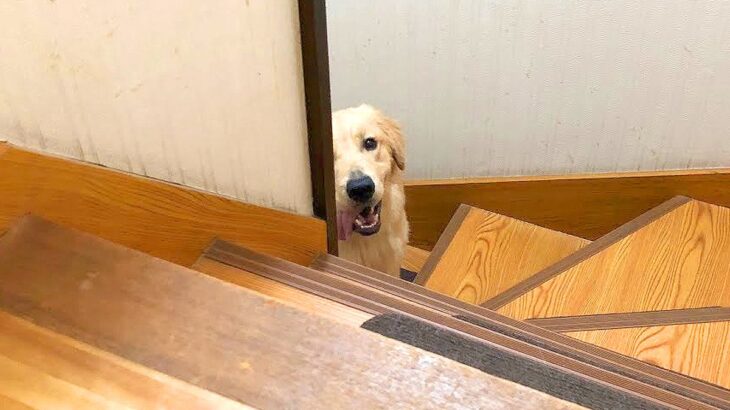 大型犬をお留守番させようと思っていたら…察した直後の『まさかの攻防戦』が47万再生「切ないけど笑ったｗ」「犬ってほんと面白い」と爆笑(ブログ)