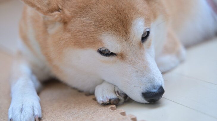 犬が拗ねてしまう飼い主の5つの行動　まるで恋人？対処法を知って愛犬に配慮してあげよう(ブログ)