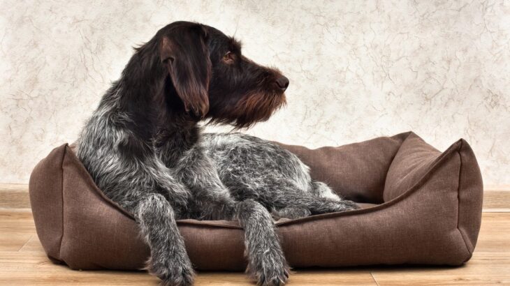 犬が寝る前に『くるくる回る』心理3選　目が回ったりしないの？主な理由まで解説(ブログ)