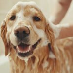 犬が辛いと感じる『シャンプー方法』4選　嫌がっているときにする行動とは？(ブログ)