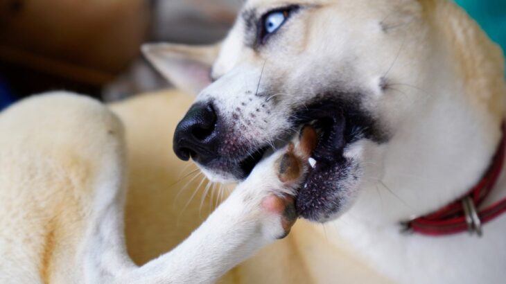 犬が自分の手足を噛んでしまう４つの原因とは　注意すべきポイント、やめさせる方法まで解説(ブログ)