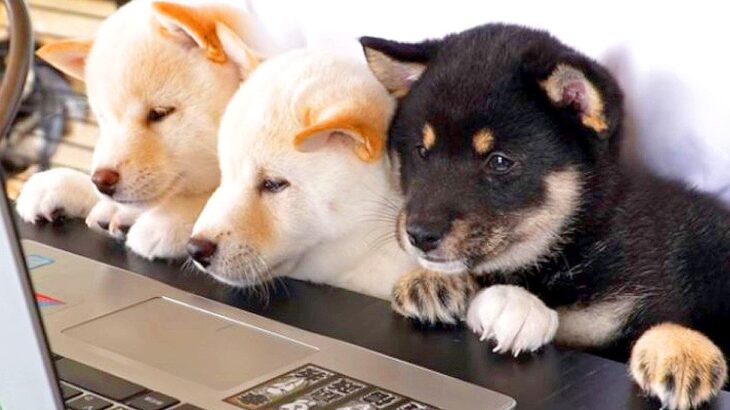PCの前に『赤ちゃん犬3匹を並べてみた』結果…絶対に可愛いと言われる『リモートワーク』が20万再生「会議にならんｗ」「癒しのかたまり」(ブログ)