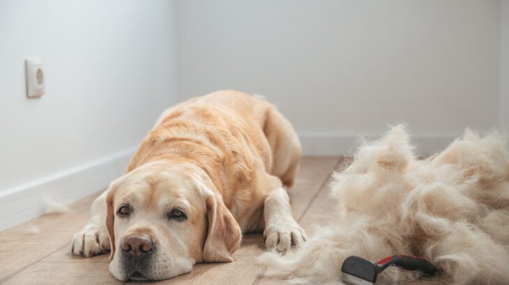『抜け毛量』がかなり多い犬種４選　被毛が大量に抜けるワンコの特徴や対処法まで(ブログ)