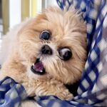 『大好きな友達が帰るのを引き止めたい犬』…まさかの”力づくによる強硬手段”が64万表示「一生帰りたくなくなるｗ」「必死すぎて草」と爆笑(ブログ)