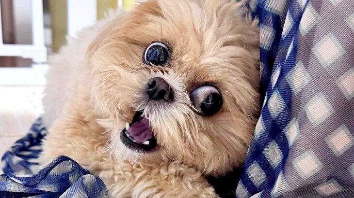 『大好きな友達が帰るのを引き止めたい犬』…まさかの”力づくによる強硬手段”が64万表示「一生帰りたくなくなるｗ」「必死すぎて草」と爆笑(ブログ)
