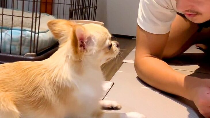 パパが坊主頭になったら、犬が…想像以上の『リアクション』が面白すぎると5万5000再生「警戒してて草」「困惑顔が可愛いｗ」と爆笑の声(ブログ)