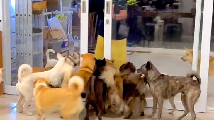入院していた犬が退院、家に帰宅した結果…圧巻の『32匹の犬たちがお出迎えする様子』が衝撃的だと255万再生「愛を感じた」「感動で涙が」(ブログ)