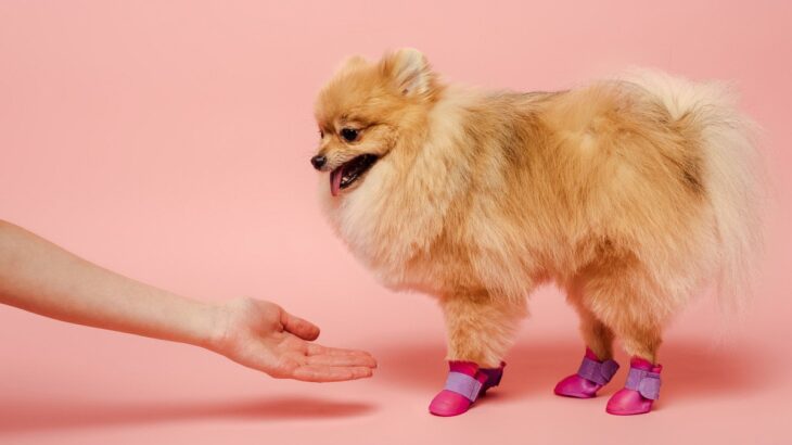 犬に『靴』は履かせるべき？犬用靴の必要性や選ぶときの注意点まで解説(ブログ)