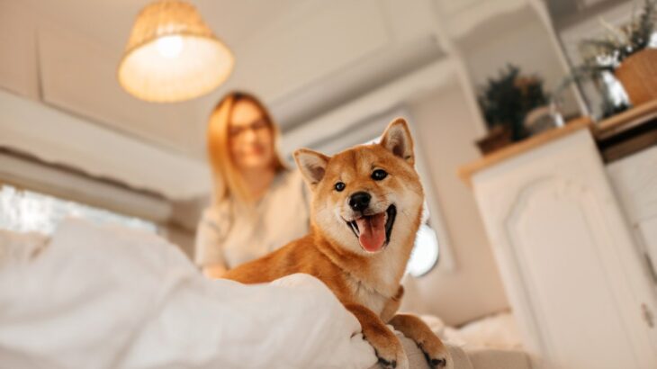 犬が高い場所に乗りたがる3つの理由　その意外な心理から飼い主ができる改善策まで(ブログ)