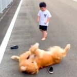 男の子が大型犬に靴を取られてしまって号泣『またブリブリにされちゃう…泣』まさかの攻防戦が202万再生「爆笑したｗｗ」「人間みたい」(ブログ)