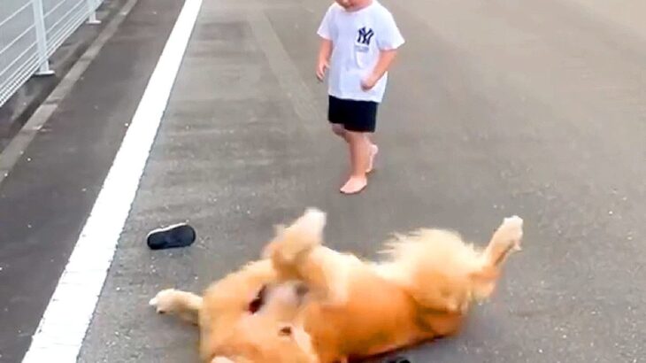 男の子が大型犬に靴を取られてしまって号泣『またブリブリにされちゃう…泣』まさかの攻防戦が202万再生「爆笑したｗｗ」「人間みたい」(ブログ)