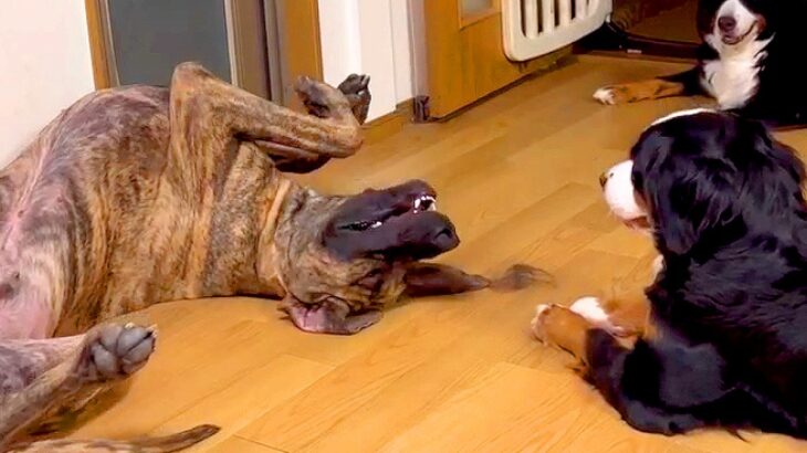 超大型犬が『特大くしゃみ』をブチかました結果…周りのワンコによる『激怒』と切なすぎる姿に爆笑「なんで？の顔が可愛い」「くしゃみだけでｗ」(ブログ)