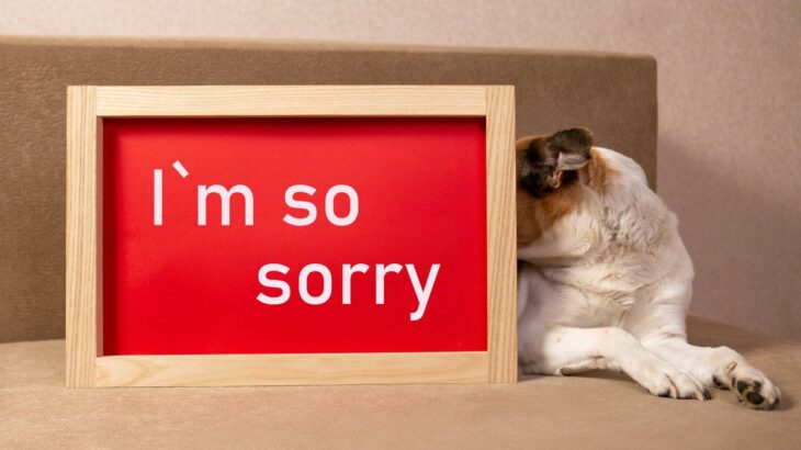 犬が飼い主に『許してほしい』と思っている４つのこと　愛犬がする行動の意味を理解してあげよう(ブログ)