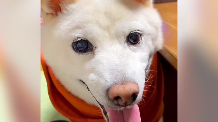 犬とおしゃべりしている最中『お父さんのこと好き？』と質問してみたら…衝撃的な『まさかの回答』が294万再生「勢いで草」「切ない」と爆笑(ブログ)