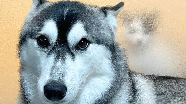 犬と一緒にお風呂に入っていたら…想定外な『最強の守護者』がシュール過ぎると3万1000いいね「憑いてるｗ」「強者すぎて草」と爆笑の声(ブログ)
